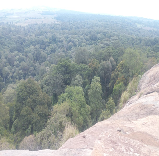indigenous forest