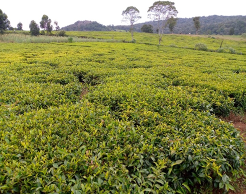 tea zone