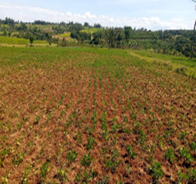 Beans planted
