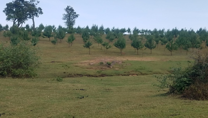 Pine plantation