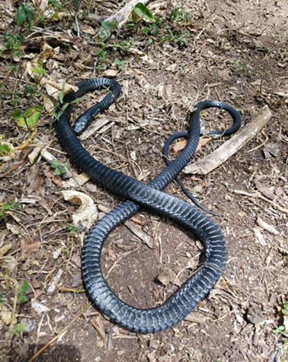snake