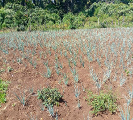 onions and trees