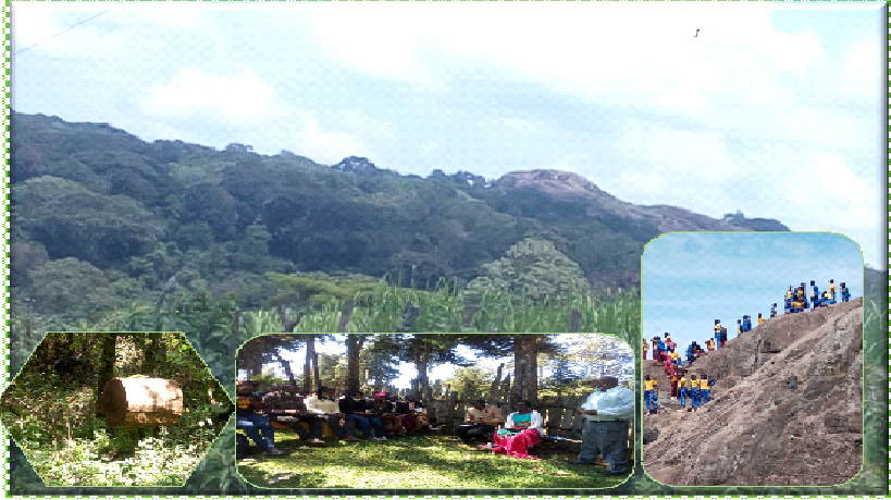Community Forest